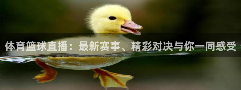 体育篮球直播：最新赛事、精彩对决与你一同感受